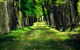 Aperçu fond d'écran Forest Park herbe arbres photo