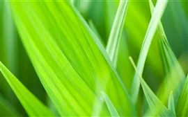 Preview wallpaper The green leaves of grass
