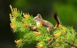 Preview wallpaper Pine squirrel