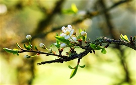 Preview wallpaper Warm spring white flowers on the branches