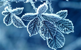 Preview wallpaper Cold winter morning, frost leaves