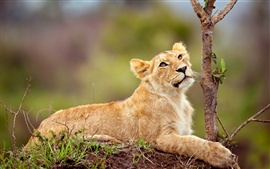 Preview wallpaper Lion lying in the tree side