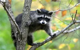 壁紙のプレビュー アライグマ登るツリー