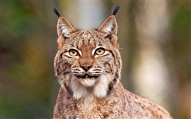 Preview wallpaper Lynx close-up
