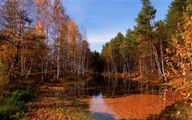 Aperçu fond d'écran Automne bouleau forêt claire rivière