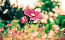Preview wallpaper The park red flowers blur photography