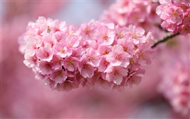 Preview wallpaper Japan sakura, twigs, pink flowers, petals close-up, blurred background