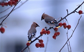 Preview wallpaper Two birds standing in the berries tree branch