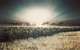 Tournesols, champs, pluie, nuages​​, soleil