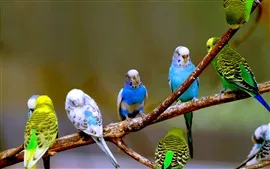 Aperçu fond d'écran Perruches photographie d'oiseaux