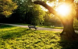 壁紙のプレビュー 公園、ベンチ、木、草、日光の下で夏の朝