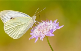 Preview wallpaper Little butterfly with flower