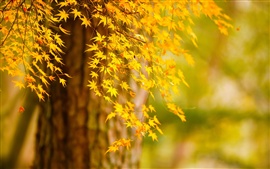Preview wallpaper Autumn tree yellow leaves, nature scenery