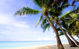 Preview wallpaper Coast, sea, island, palm trees, beach