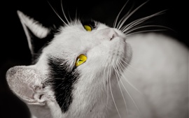 Cat, белые и черные, желтые глаза