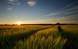 Vorschau des Hintergrundbilder Weizenfelder, Natur, Landschaft, Sonnenaufgang