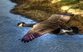 壁紙のプレビュー 空を飛んで、野生のガチョウ