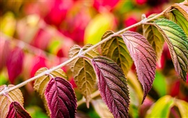 Preview wallpaper Purple leaves macro, nature plants