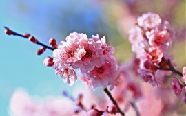 Preview wallpaper Spring, twigs, pink cherry flowers, blur background