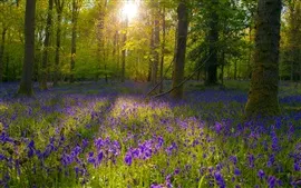 Aperçu fond d'écran Forêts, fleurs pourpres, la lumière du soleil, les arbres