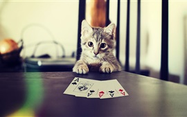 Котенок, играя в покер