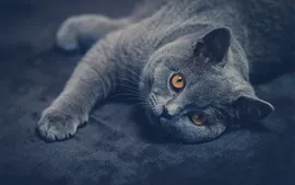 Aperçu fond d'écran Colombie regard shorthair chat