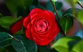 Aperçu fond d'écran Fleur rouge de camélia, feuille, macro