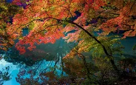 Preview wallpaper River, water reflection, trees, red color leaves