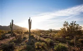 Aperçu fond d'écran Scottsdale, Arizona, Etats-Unis, cactus, désert, ciel, nuages, soleil