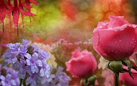 Preview wallpaper Blue flowers, pink roses, water droplets