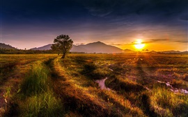 Природа пейзаж, поля, дерево, закат, лето