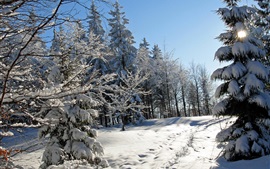 Preview wallpaper Thick snow winter, trees, spruce
