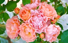 壁紙のプレビュー ピンクの花、花びら、芽をバラ