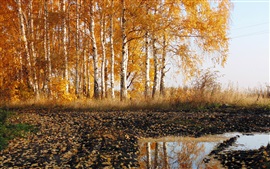 Road, abedul, otoño, paisaje de la naturaleza