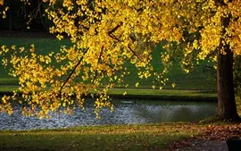 Aperçu fond d'écran Les feuilles jaunes, arbre, automne, étang, la lumière du soleil