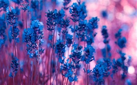 壁紙のプレビュー ブルーラベンダーの花、紫色のボケ味