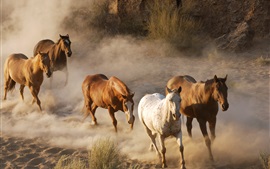 Preview wallpaper Wildlife, horse