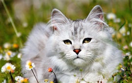 Preview wallpaper White cat in the grass, daisies flowers