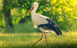 壁紙のプレビュー 草鳥、コウノトリ、夏