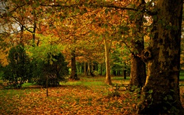 Испания, Мадрид, Campo, осень, парк, листья, деревья, природа