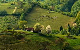 Preview wallpaper Spring, morning, hills, flock, forest, house