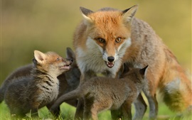 Preview wallpaper Foxes, cubs, motherhood, family