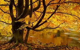 Preview wallpaper North Yorkshire, England, tree, yellow leaves, pond, autumn