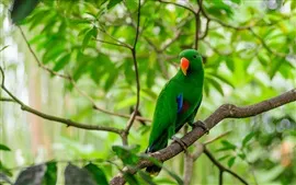 Aperçu fond d'écran plumes vertes oiseaux, perroquet, forêt, feuilles
