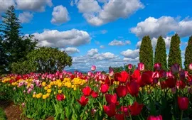 Aperçu fond d'écran Beaucoup de fleurs, tulipes, champ, arbres, ciel, nuages