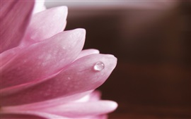 Preview wallpaper Flower macro, pink petals, dew