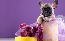 壁紙のプレビュー フランスの子犬、花