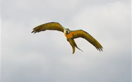 Aperçu fond d'écran Parrot vol, ailes, ciel