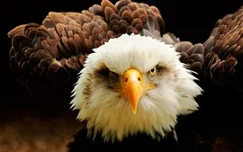 Preview wallpaper Eagle front view, eyes, beak, feathers