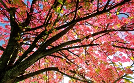Preview wallpaper Flowers tree, pink style, twigs, spring